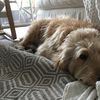 Oscar