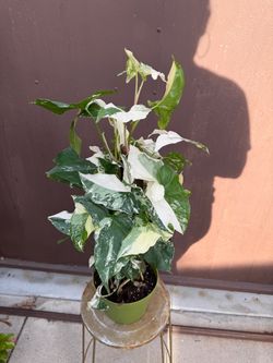 6” xl syngonium albo