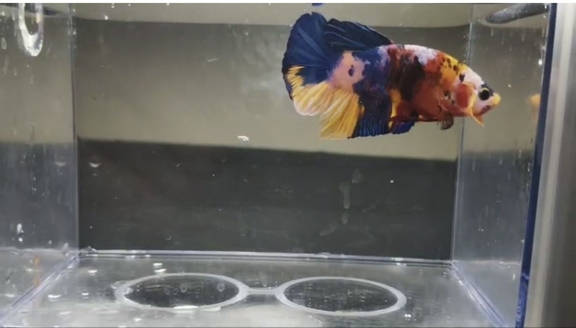 Bettas
