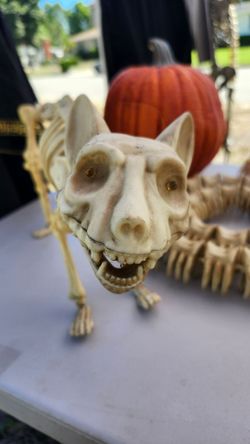 Skeleton Cat, Halloween Decoration