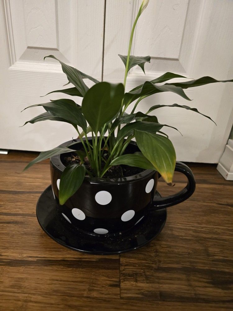 Peace LILY in Planter