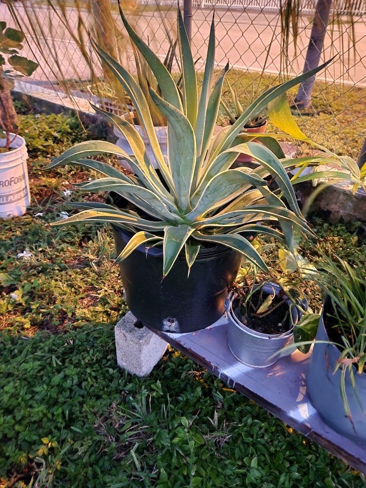 Plants in Hialeah Flowers Trees Palms Orchids Figus plantas flores árboles palmas potted Houseplants indoor plants botany botanist botanical