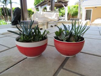 Pair Of Red/Beige Garden Pots With Succulents
