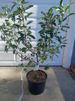 Anna Apple Tree