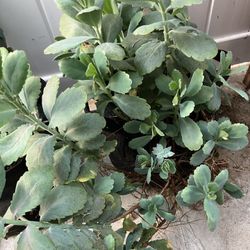 Succulents In Fabric Grow Bag 