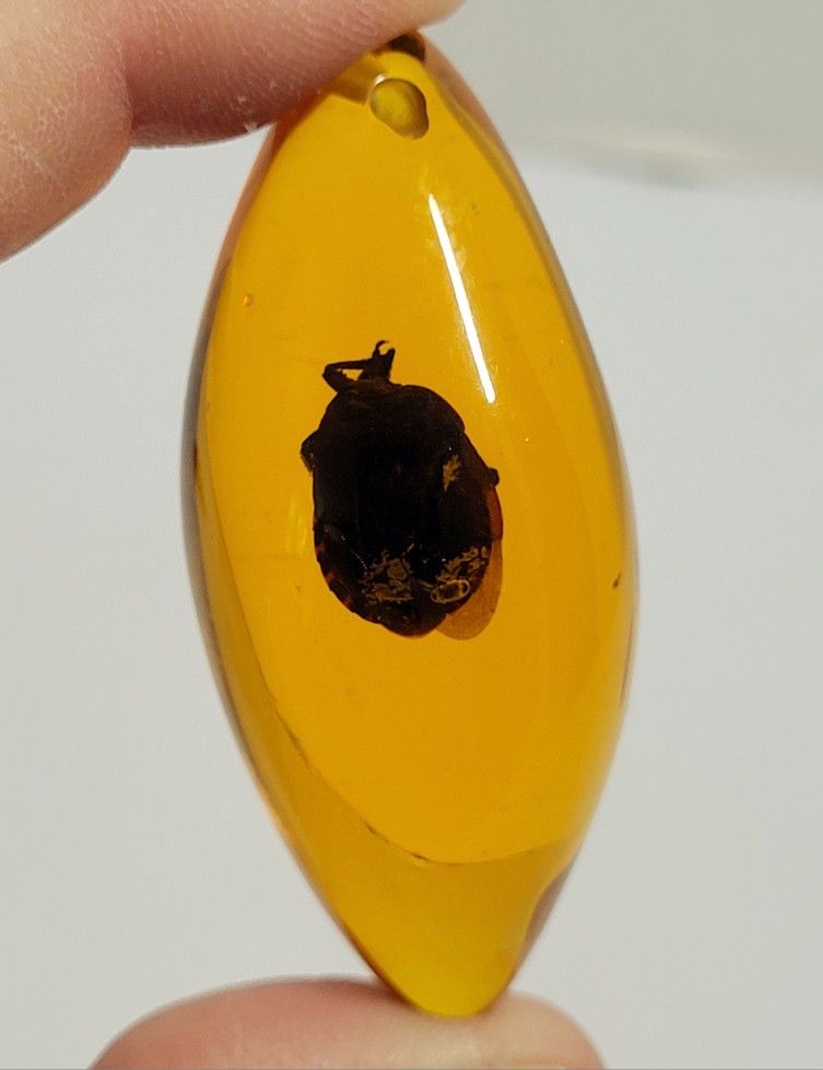 Brand New 2.5" Diving Beetle Dytiscidae Family Amber-color Resin Pendant Only NO NECKLACE INCLUDED. The image shows a diving beetle encased in AMBER-C