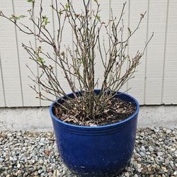ROSE BUSH. ( Budding)