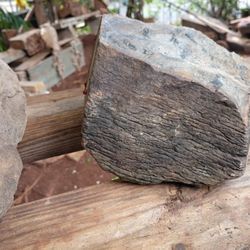 Petrafied Wood