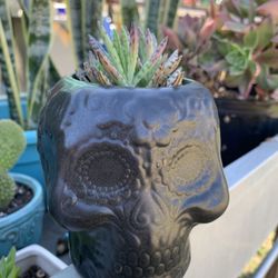 Succulent