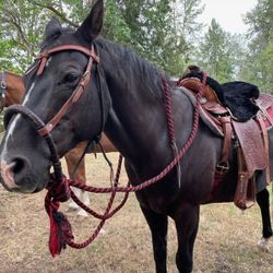 Vintage Bosal Hackamore With Headstall & Reins & Lead 