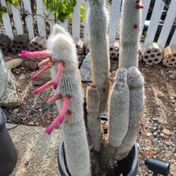 Silver Torch Cactus Large