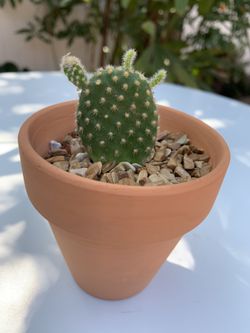 Cactus Succulent