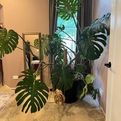 Monstera Plant