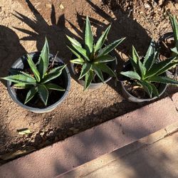 Agaves $10 Each