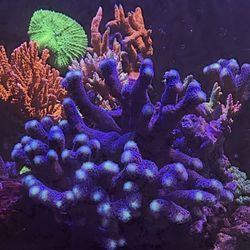 Fake Coral BLUE SPS CORAL