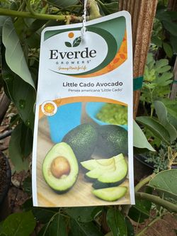 Wurtz little Cado avocado (dwaft avocado) tree 24”box