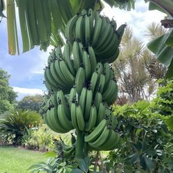 Banana Trees  🍌 