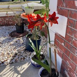 Amaryllis Five For Six Dollars Each