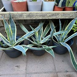 Agave Plants