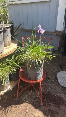 Society Garlic Plant