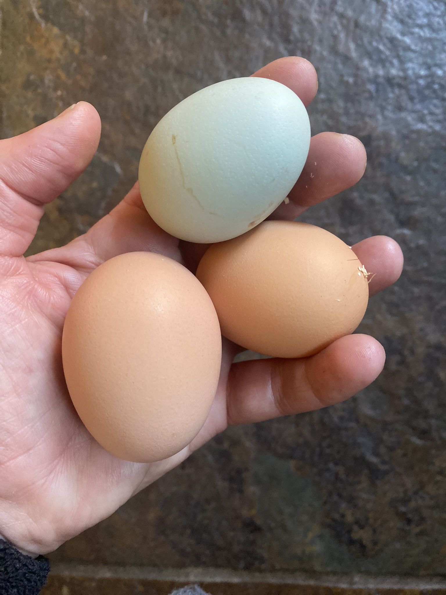 Backyard Chicken Eggs, Free Range