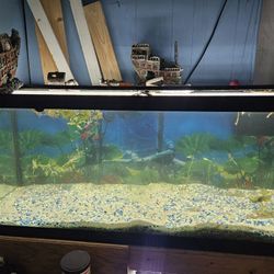 75 Gallon Aquarium 