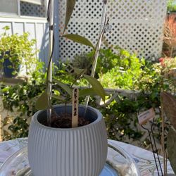 Hoya Ruthiae sp. UT168