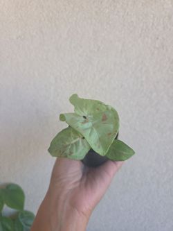 Plant