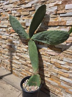 Planta de Nopal ( Da Tunas rrojas)