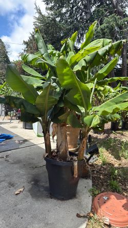 Dwarf cavendish banana palms for sale