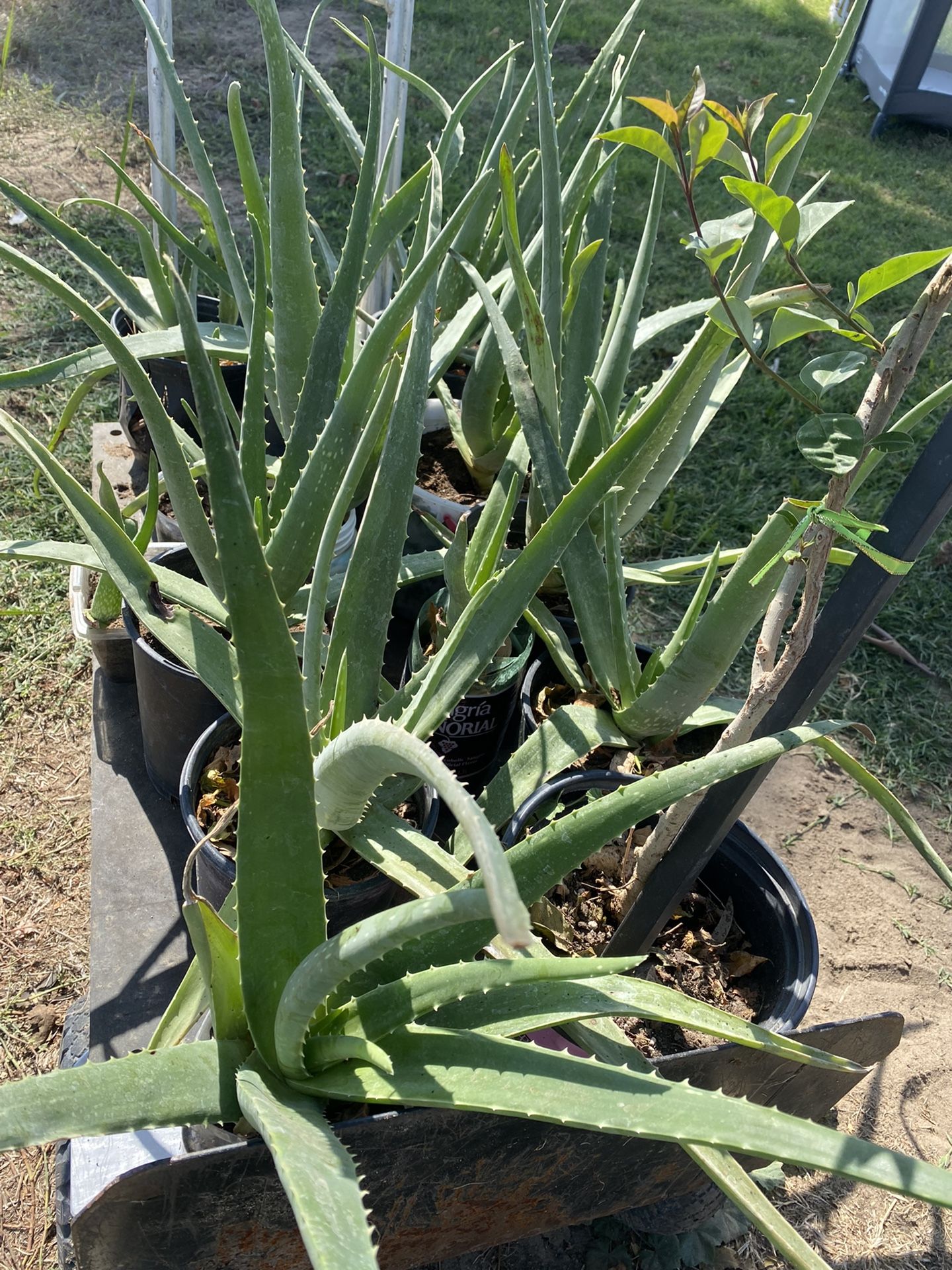 Aloe Vera $5 Each one