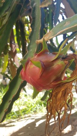 Dragon Fruit Cuttings