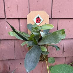 Young Staghorn Fern With Ladybug Tile