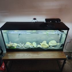 Fish Tank With Fish 55 Gallons 100 $