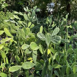 Cactus  Tuna Plants     Tampa Fl