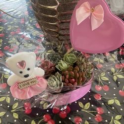 Small fresh succulent arrangement