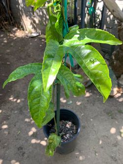 Passion fruit plant