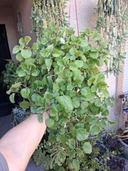 Creepy Charlie Plant $20