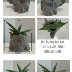 Live Speckled Aloe Vera Plant in a Gray Ceramic Elephant Planter