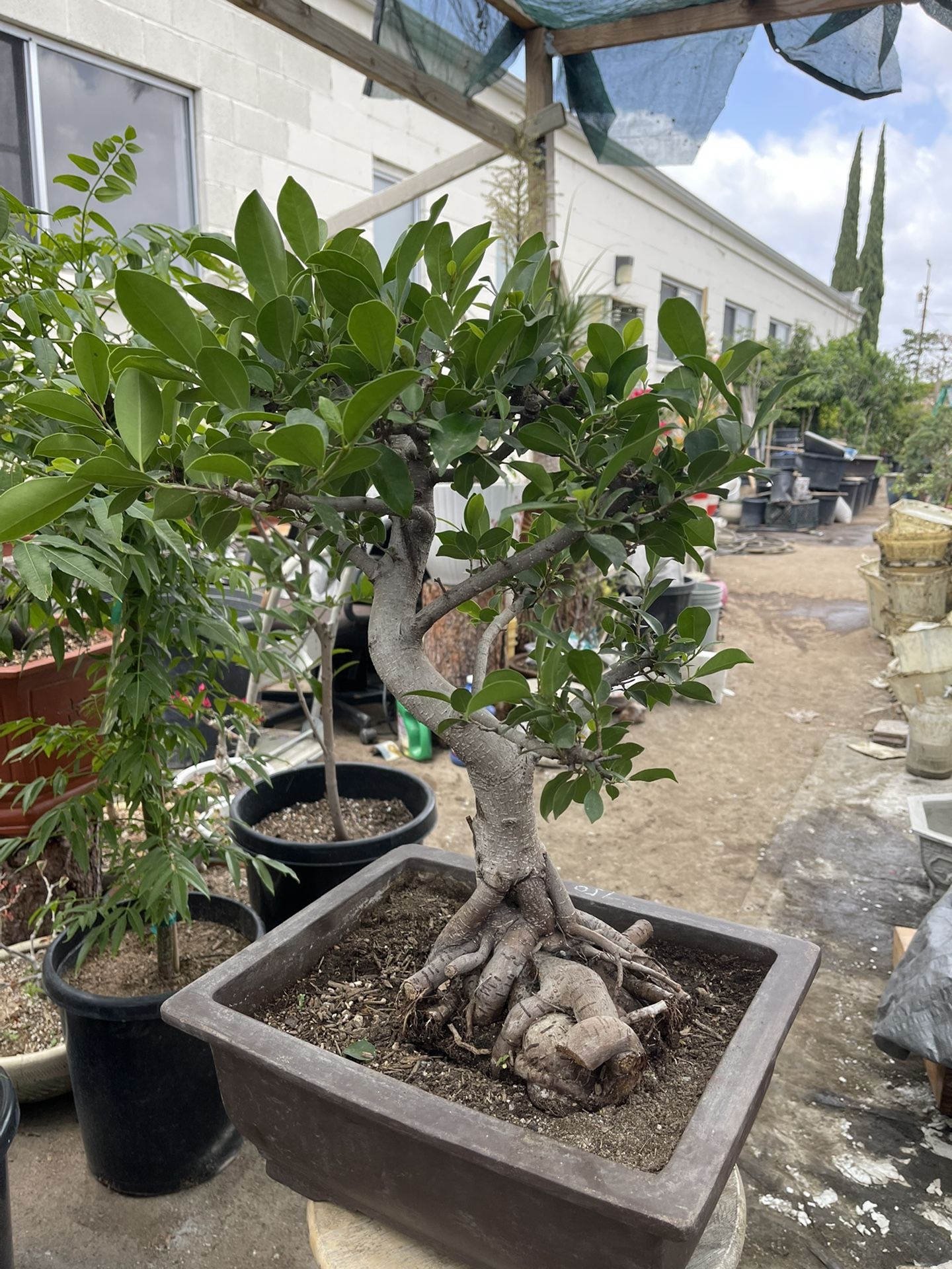 Ficus Bonsai Tree