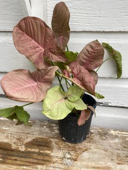 Hermosa planta$7