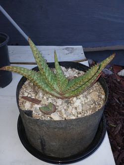 Sawtooth Aloe