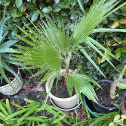Palm Tree In Ceramic Pot Decorative 