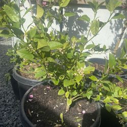 Fruit Trees 