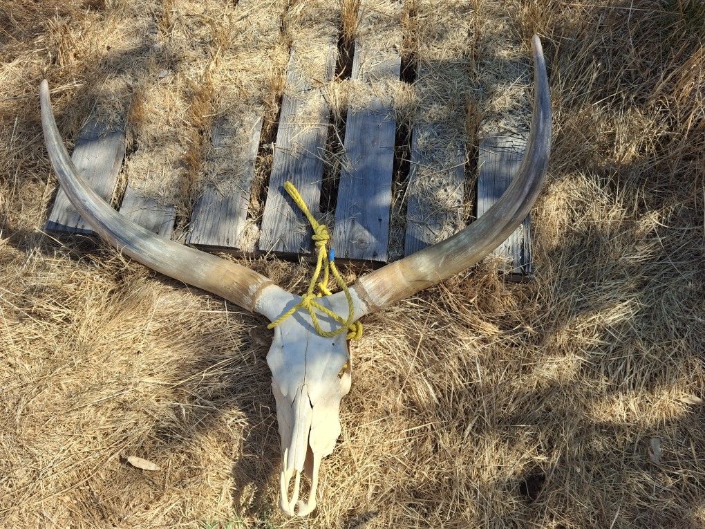 Large Cow Skull, Huge Horns