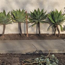 Extra Large Foxtail Agave Succulents 