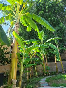 Banana Plants