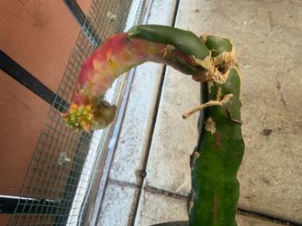 Dragon fruit chimera