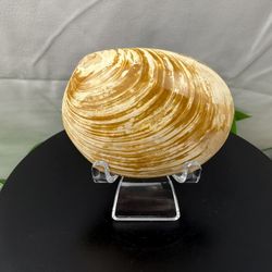 Rare Fossilized Clam 