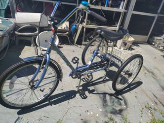 Adult Tricycle